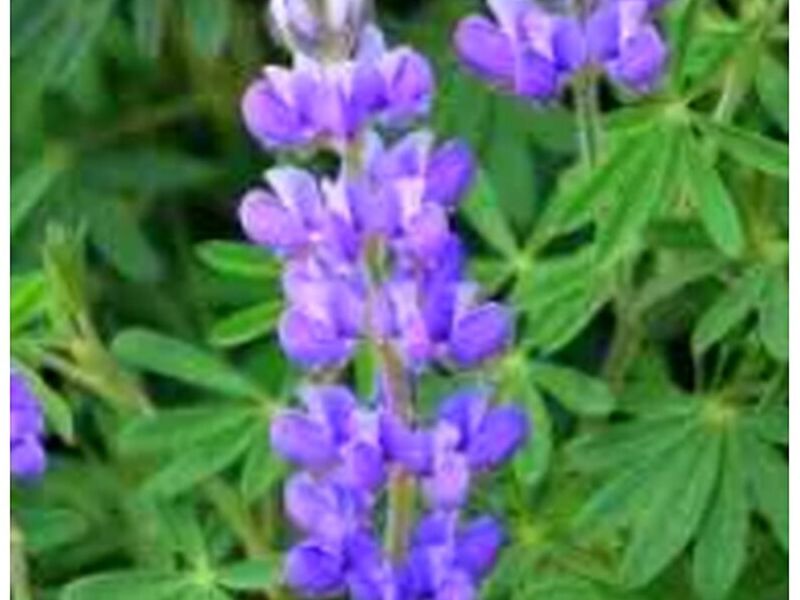 Árbol Lupinos Perú