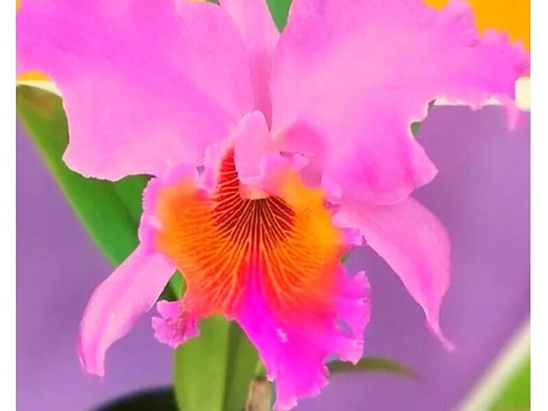 Ornamental Catleya Perú