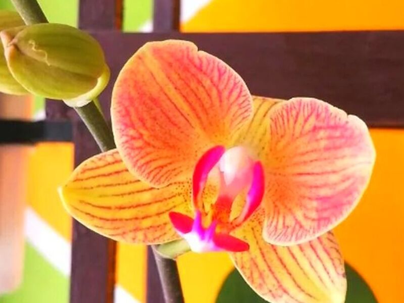 Ornamental Orquídea Amarillorosado Perú