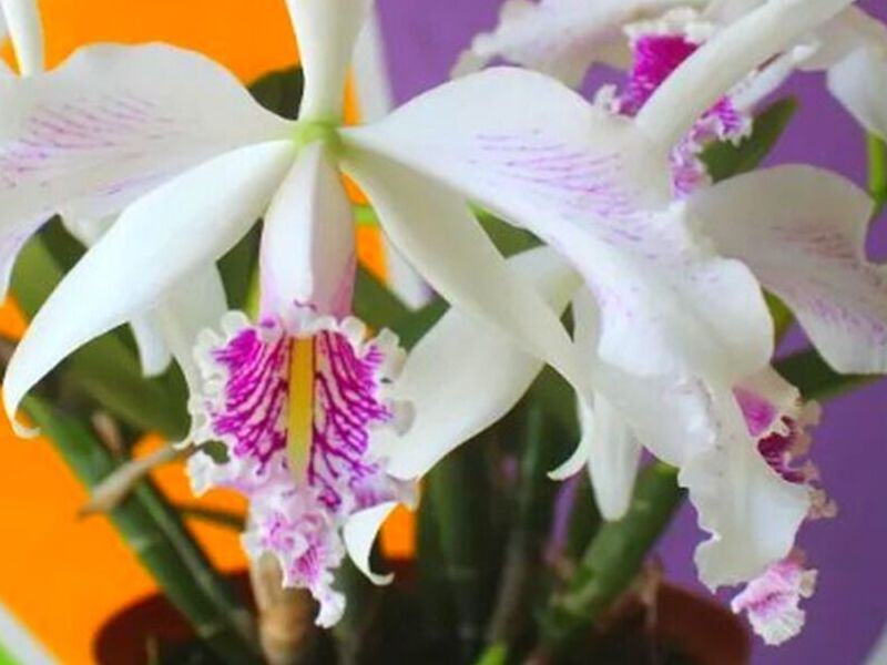 Ornamental Catleya Máxima Perú