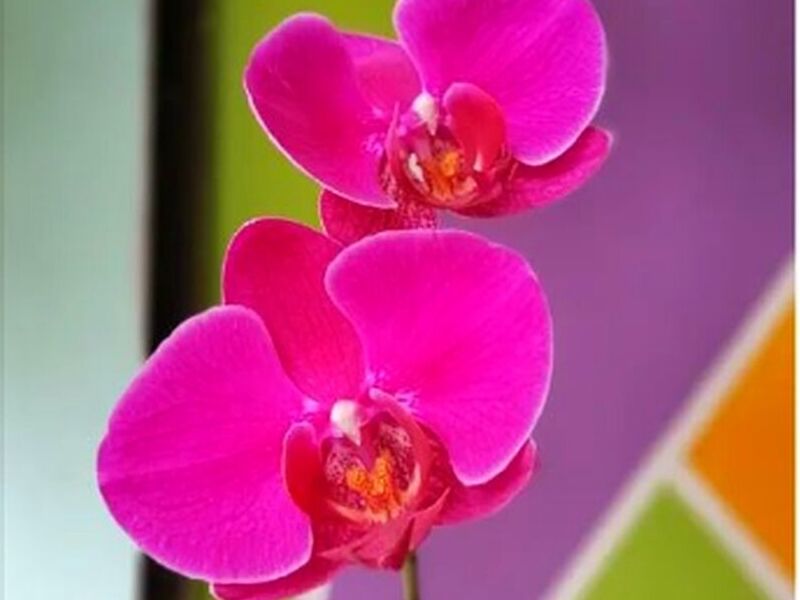 Ornamental Orquídea Dendobrium Perú