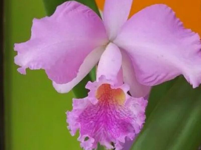 Ornamental Catleya Triane Perú