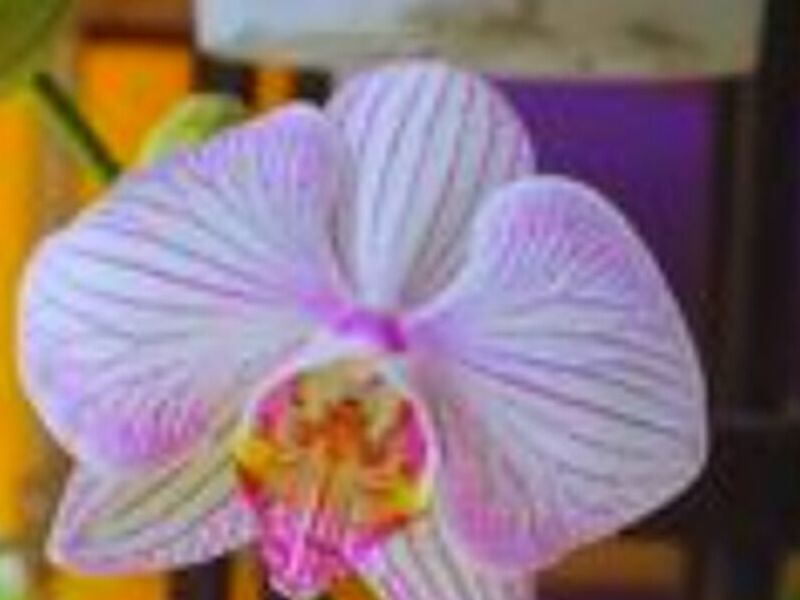 Ornamental Flor Morenita Perú