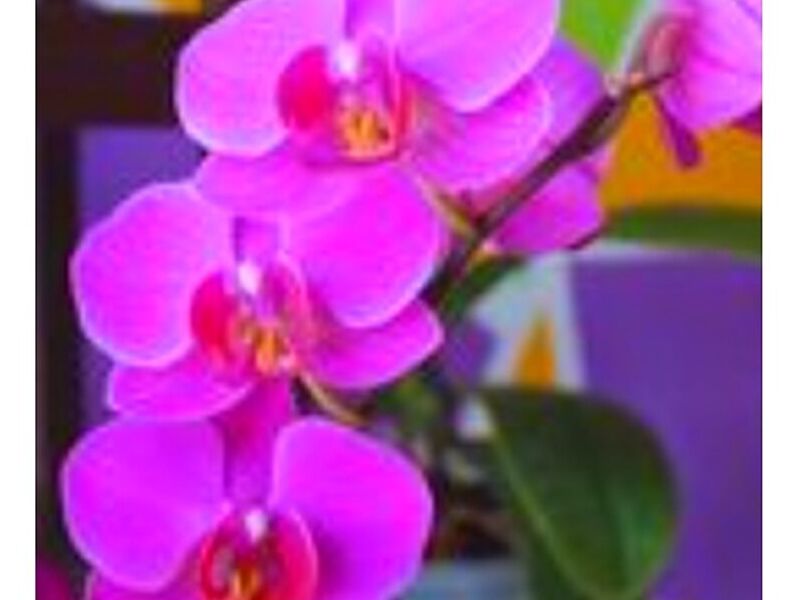 Ornamental Orquídea Polilla Perú