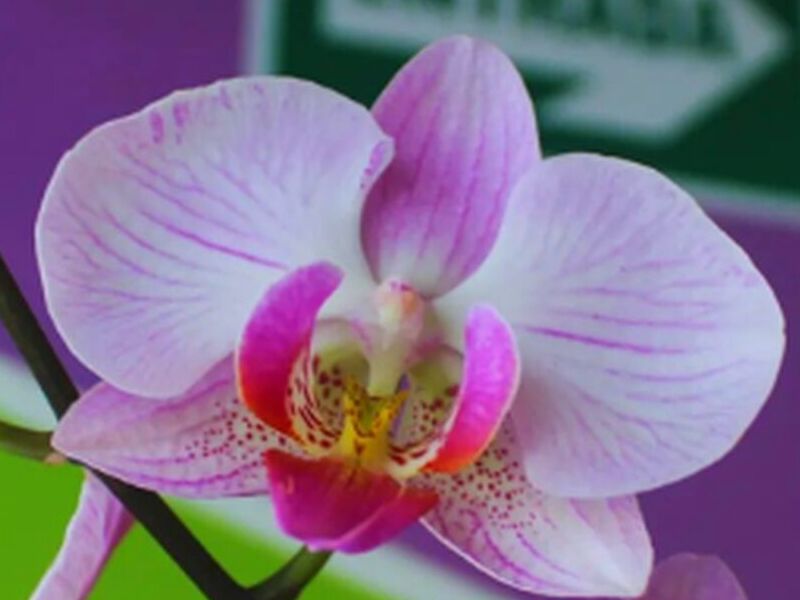 Orquídeas Blanca Estribos Rosados Perú