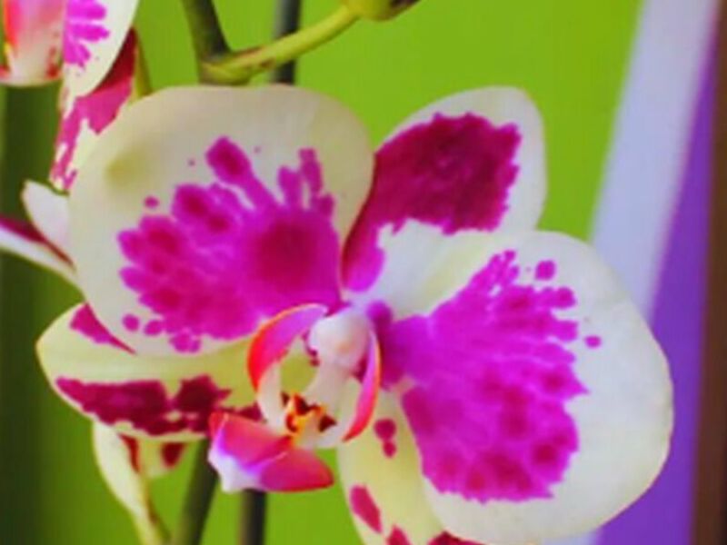 Orquídeas Arica Perú