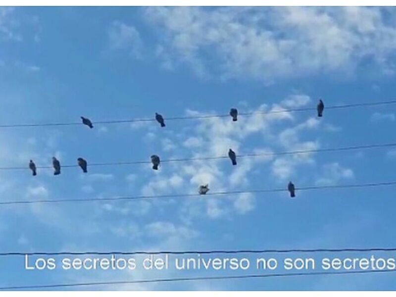 Cuadro Decorativo Aves Perú