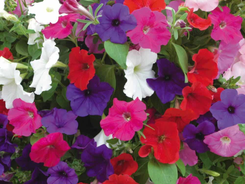 PETUNIA HYBRIDA Perú 