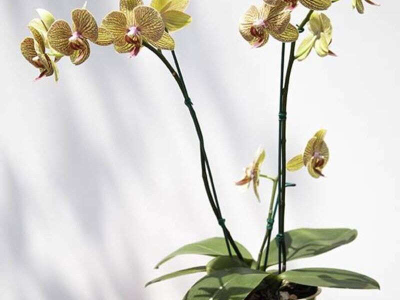 Orquídea naranja Perú 