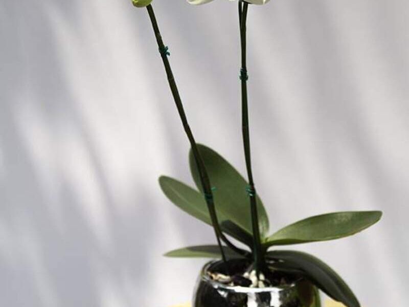 Orquídea blanca Perú