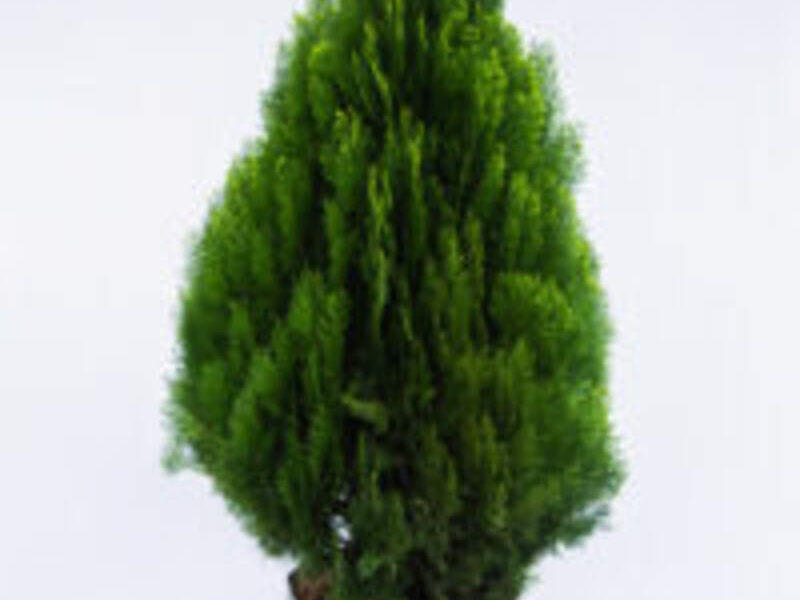 THUJA LIBRO Perú