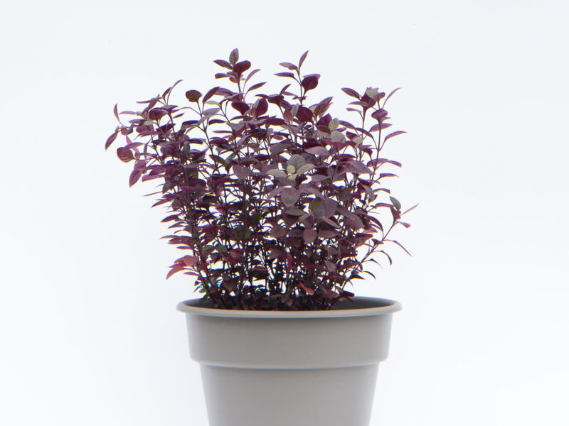 ALTERNANTHERA PURPLE Perú 