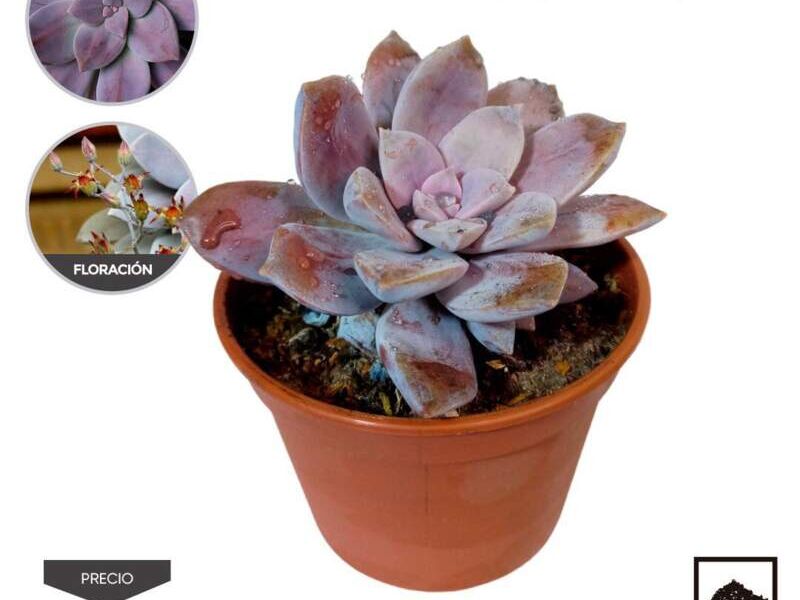 Rosa de mármol Perú