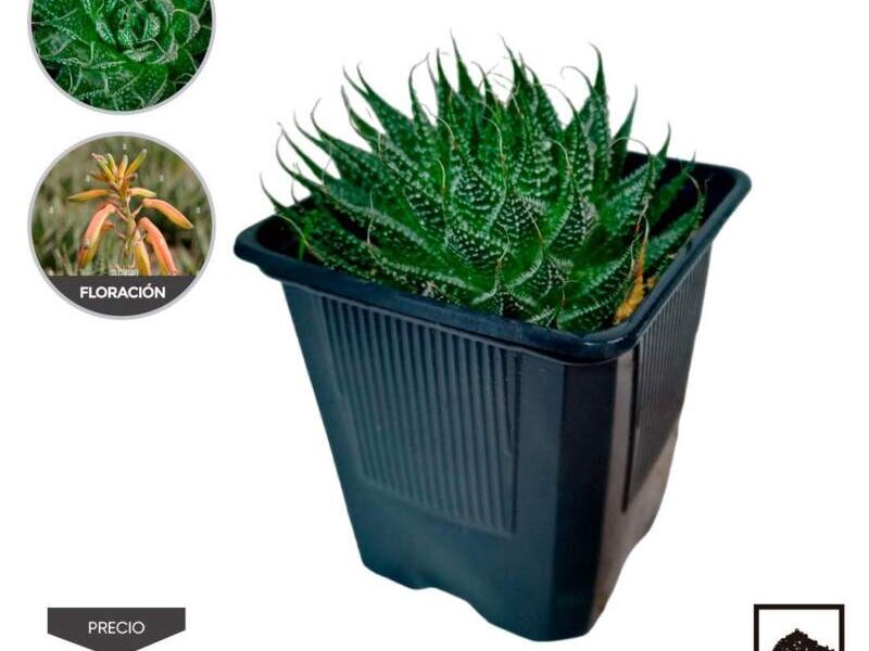 Aloe antorcha Perú