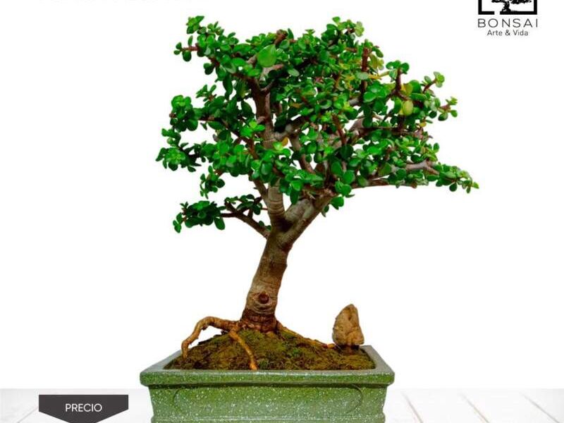 Árbol de prosperidad Perú