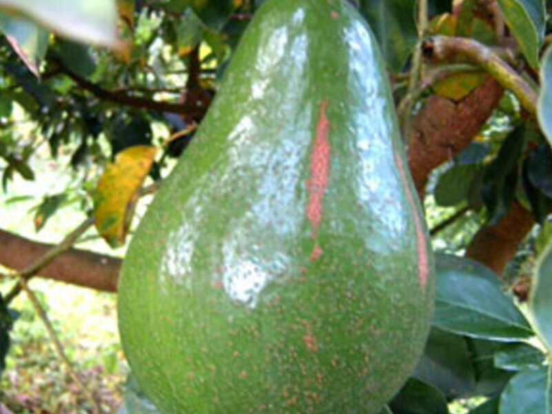 Paltos Perú