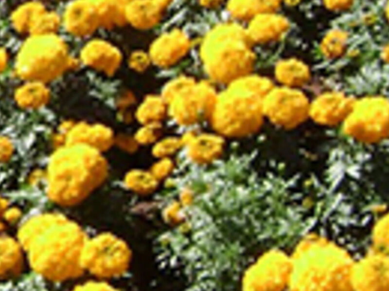 Nasceus Perú