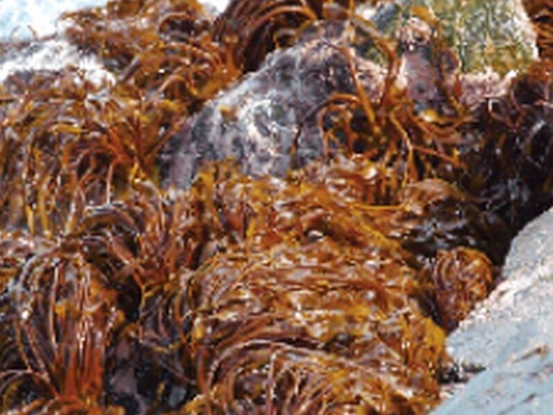 NOVAGRO-ALGA Perú
