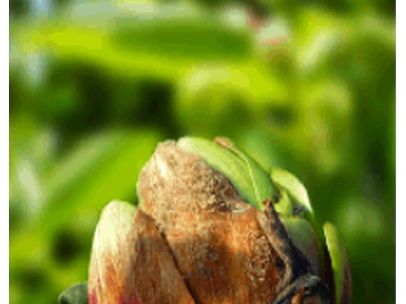 AMINO-Q AGRYNOVA Perú