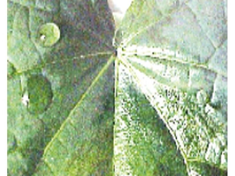 SILI+AG Perú