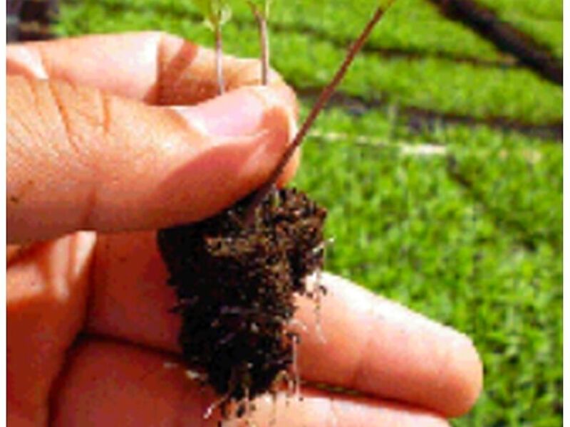 MASSRAIZ-AG Enrraizante Perú