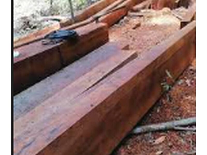 Madera copaiba Perú