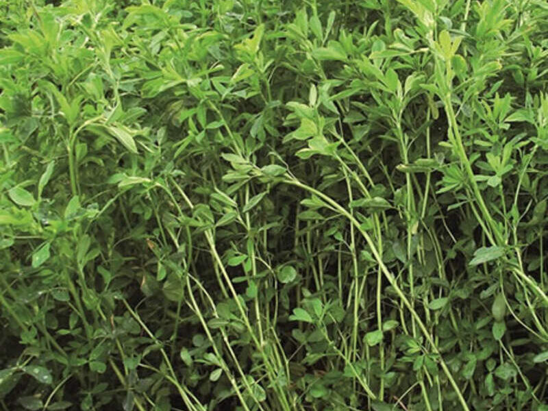 Pasto ALFAPLUS Perú