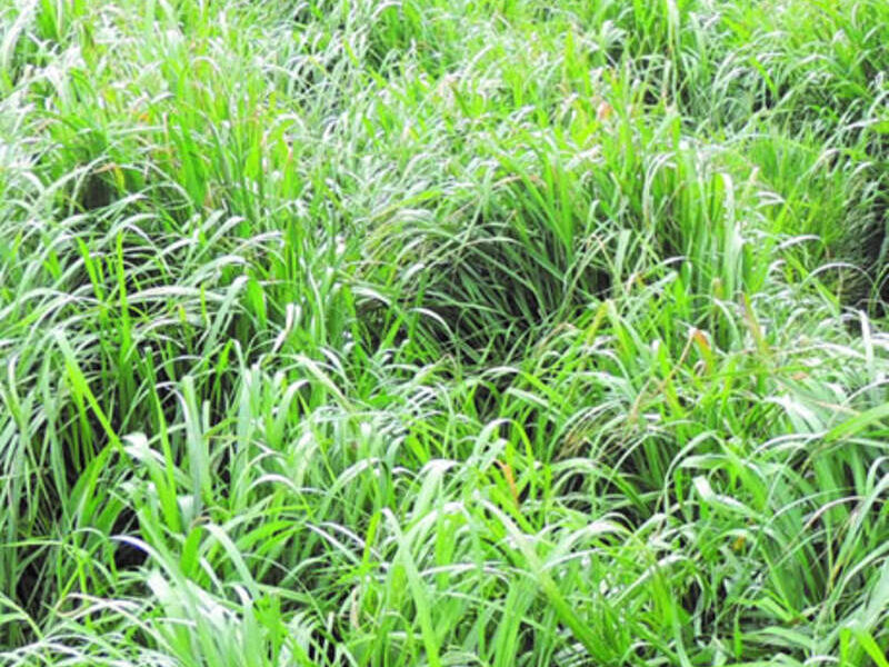 Pasto WANKA GRASS Perú