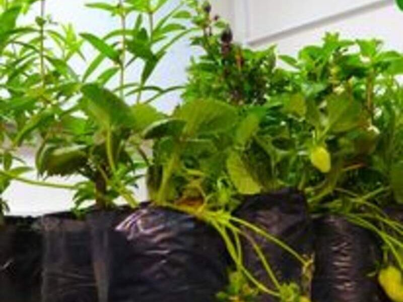 Plantulas Fresas Perú