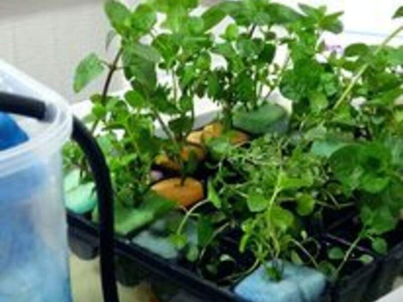 Plantulas Perú