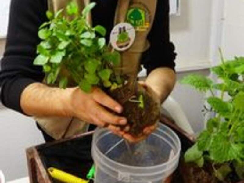 Plantulas 2 Perú