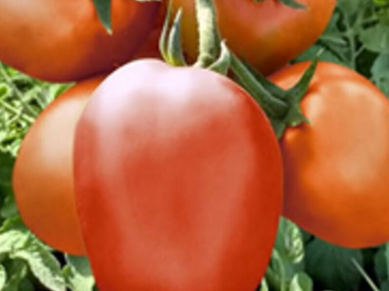 Tomate DURINO F1 Perú