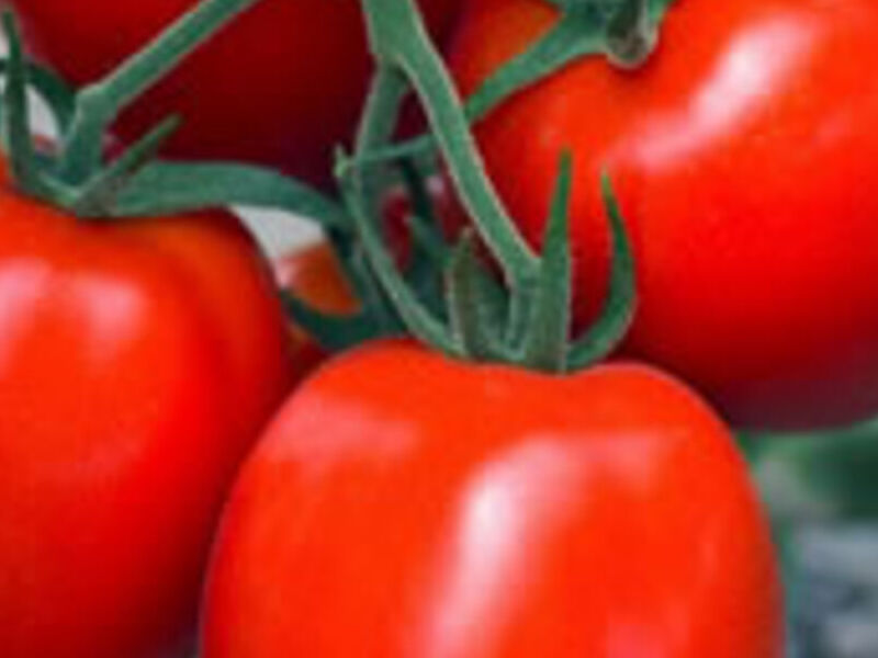 Tomate PALERMO F1 Perú