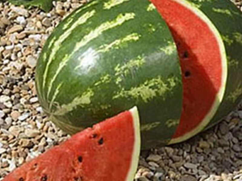 Sandia MADAGA F1 Perú