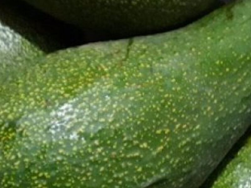 Paltos Perú
