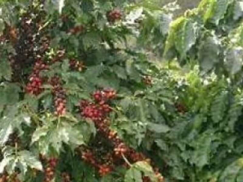 Café Perú