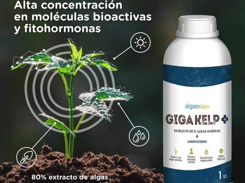 Giga Kelp+ Perú