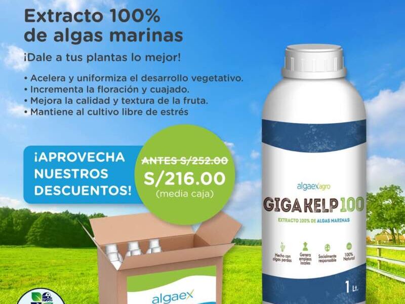 Giga Kelp 100 Perú