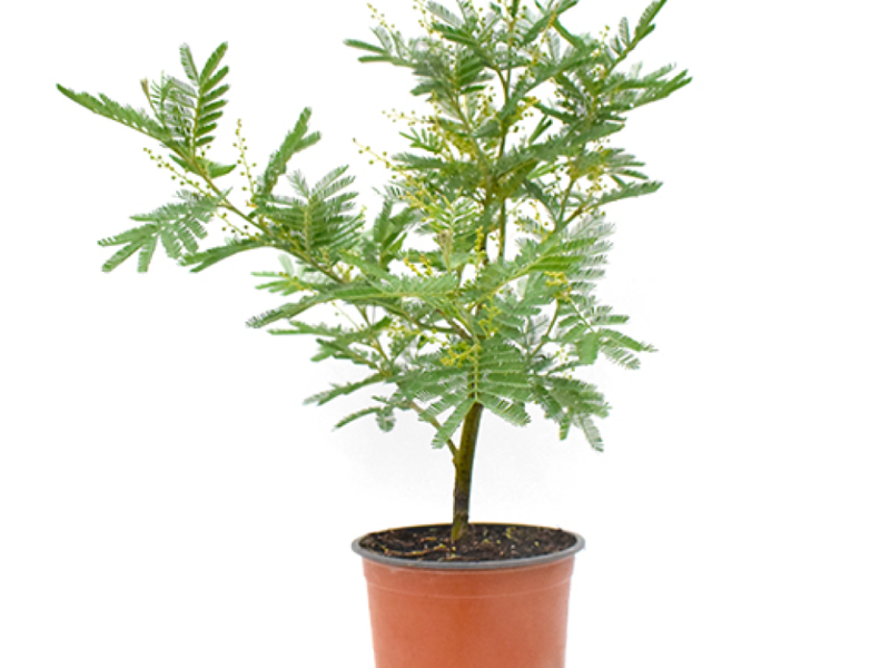 ACACIA MEDIANA PErú