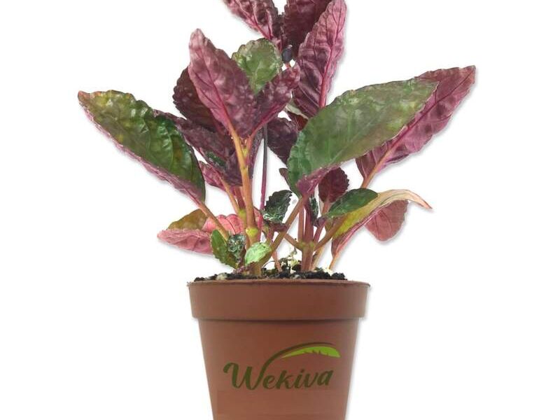 ALTERNATA Perú