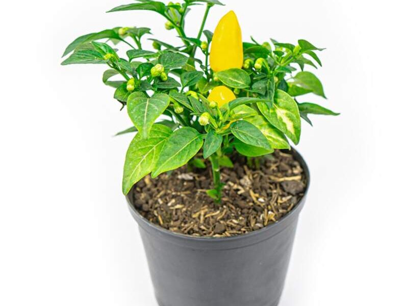 AJI AMARILLO Perú
