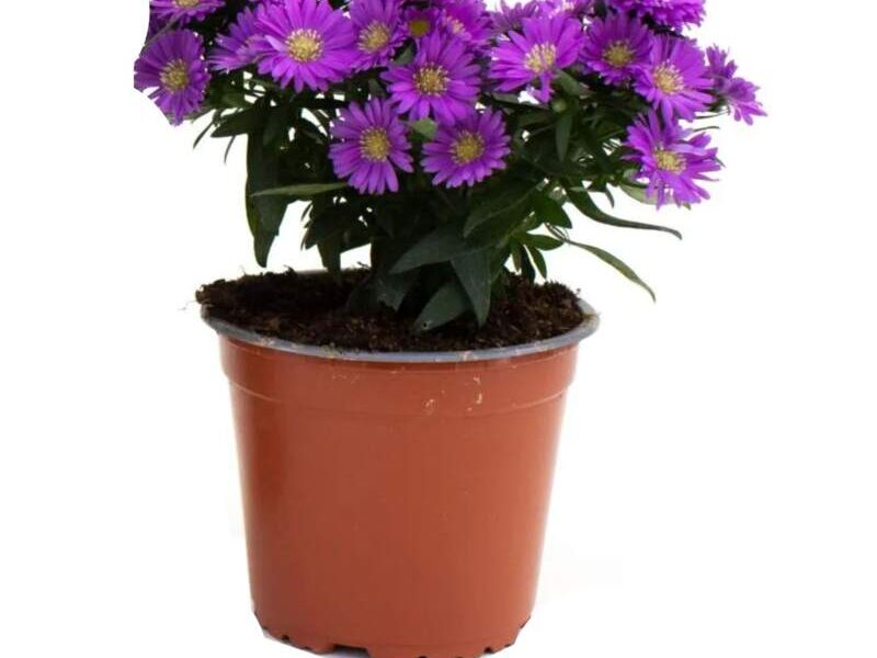 ASTER Perú