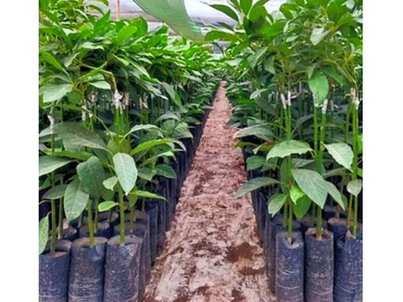 Planta de Palta Hass Perú