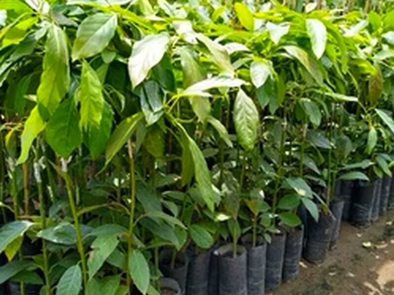 Planta Palta Hass Topa Perú