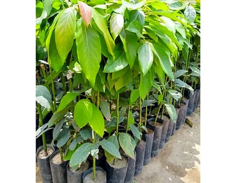 Planta de Palta Villacampa Perú