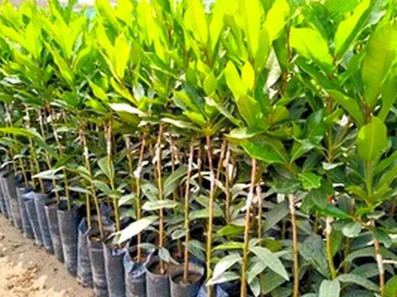 Plantas Lucuma variedad Beltran Perú