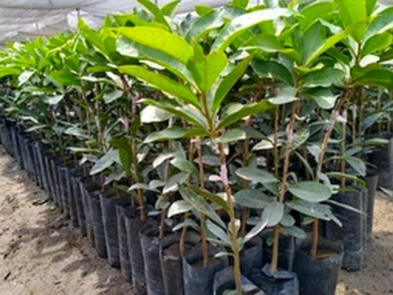 Lucuma variedad Roque PErú