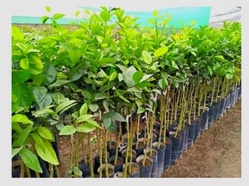 Plantas Mandarina Tango Perú