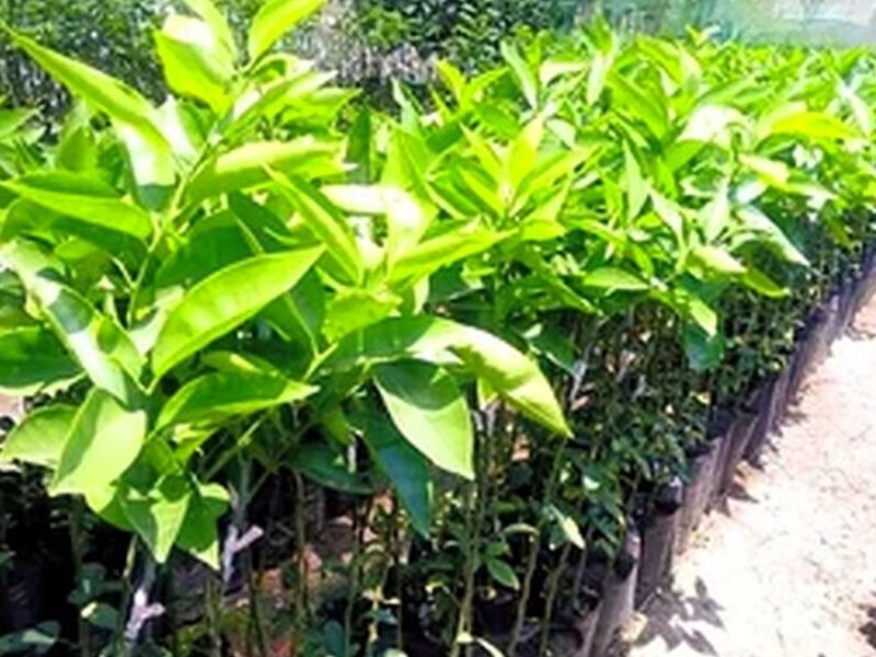 Planta Mandarina Clementina Perú