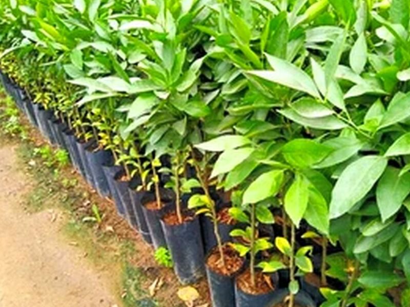Planta Mandarina Satsuma Okitsu Perú